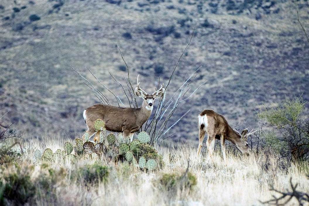 bowhunting deer in arizona