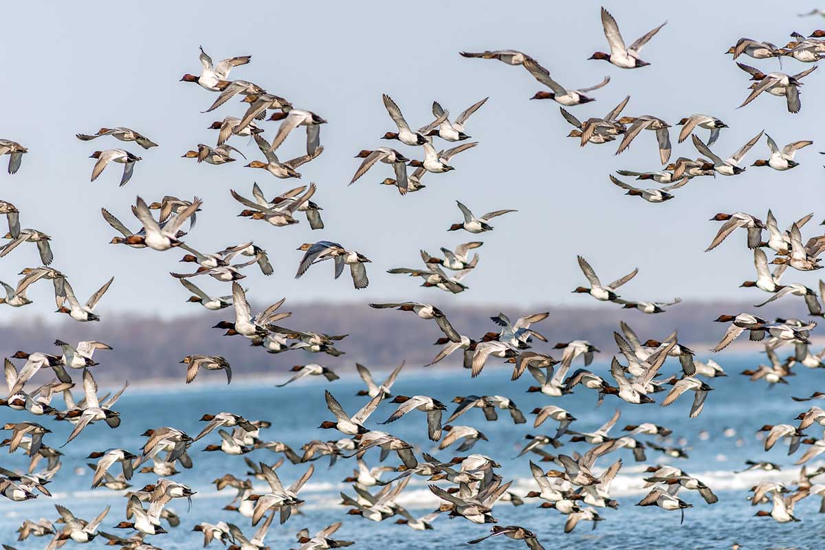 climate change affecting duck migration