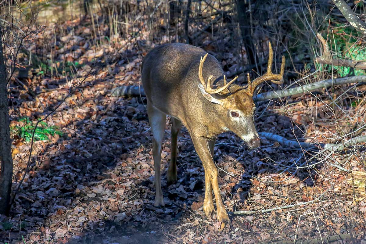 deer urine