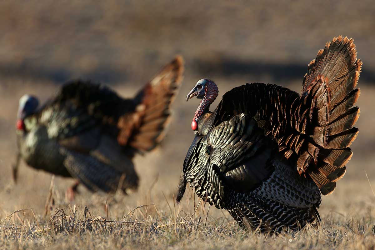 fall turkey hunting