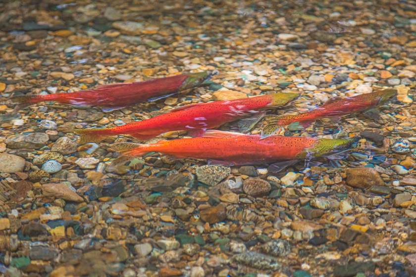 Catching Running Kokanee Salmon on a Fly Rod in Colorado Wide Open Spaces