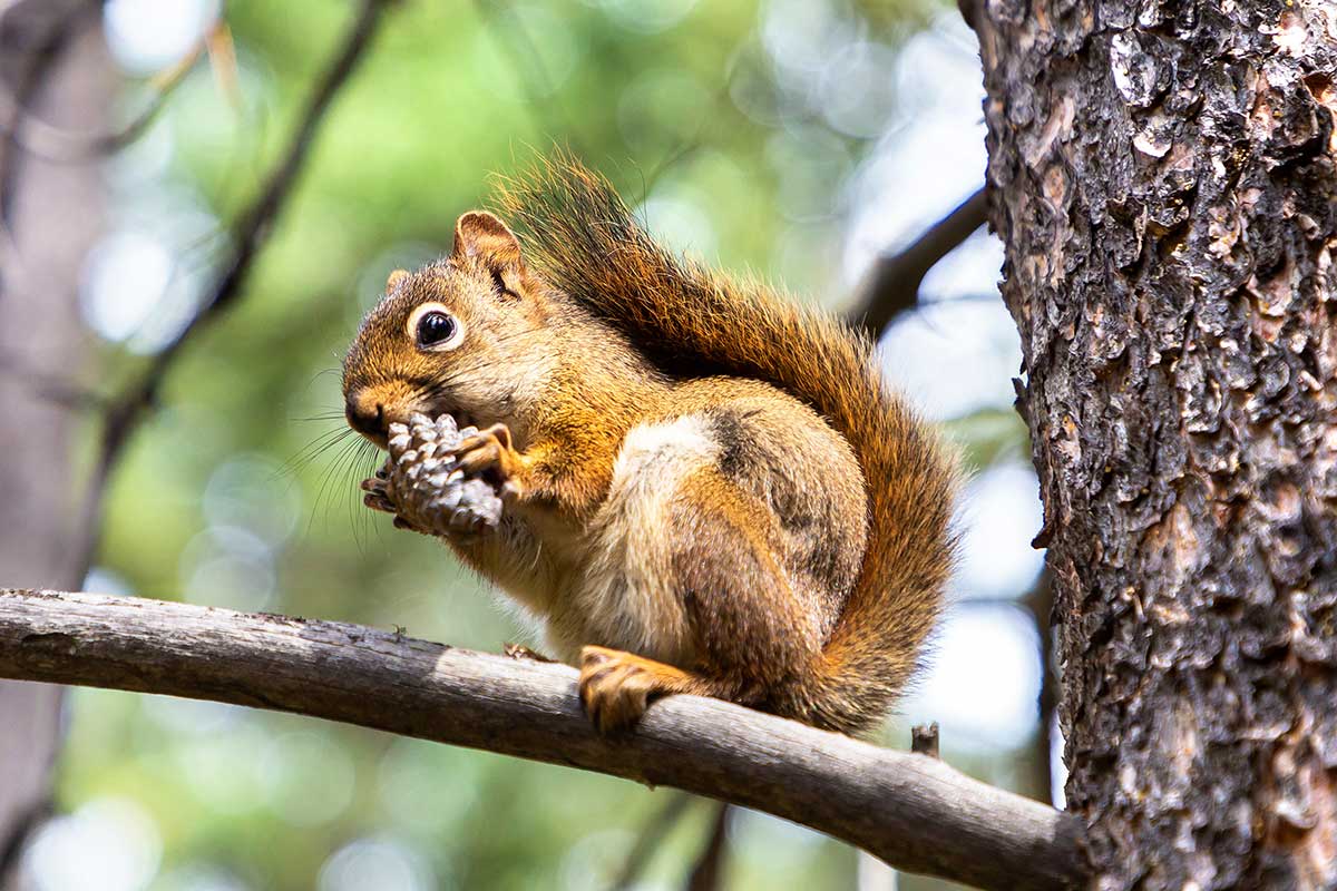 squirrel hunting in colorado