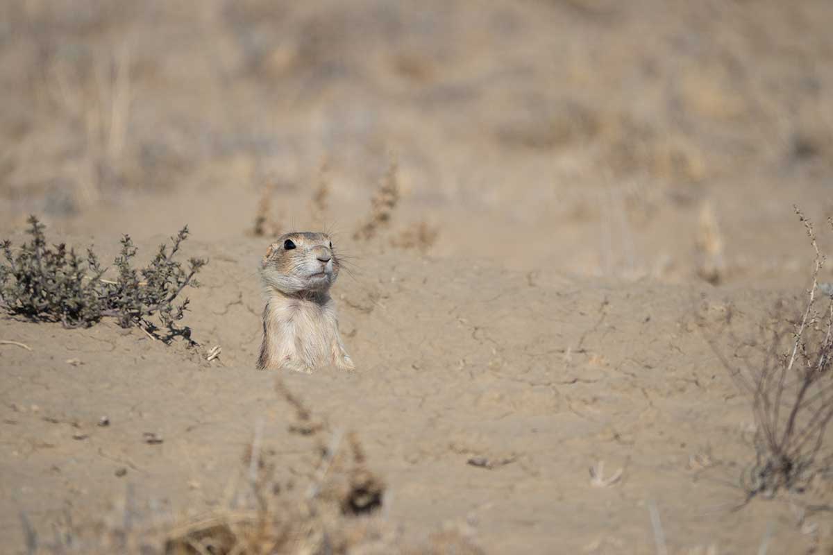 prairie dog hunting states