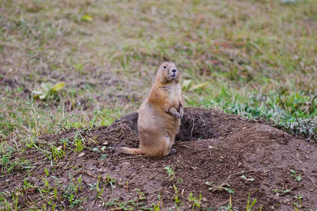 prairie dog hunting