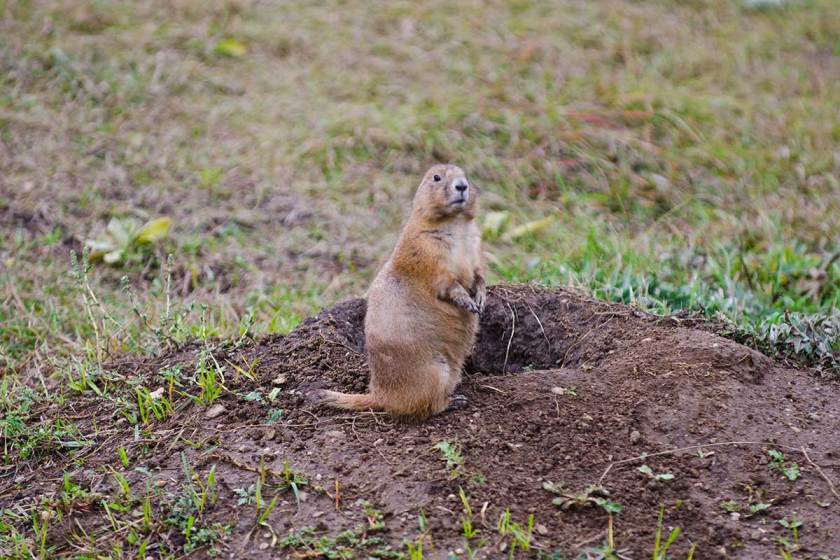 Best Guns for Prairie Dog Hunting? You Might Already Own Them.