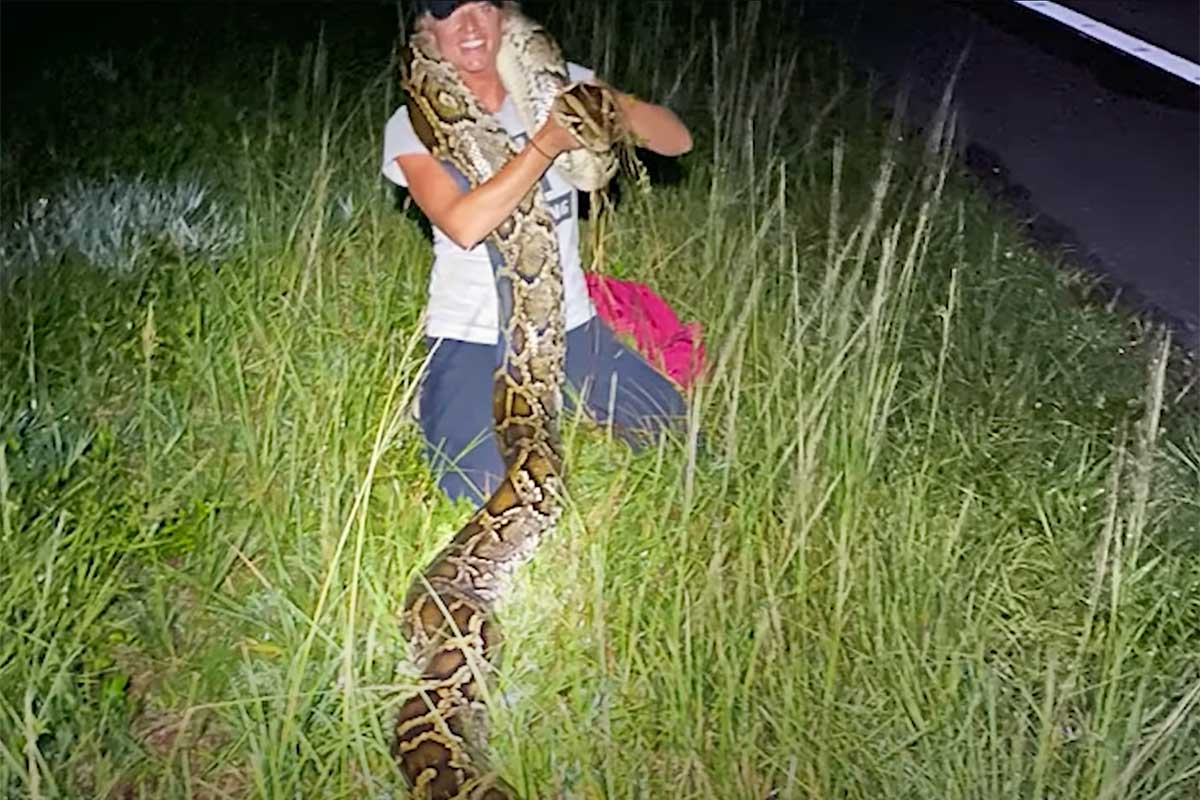 python huntress amy siewe