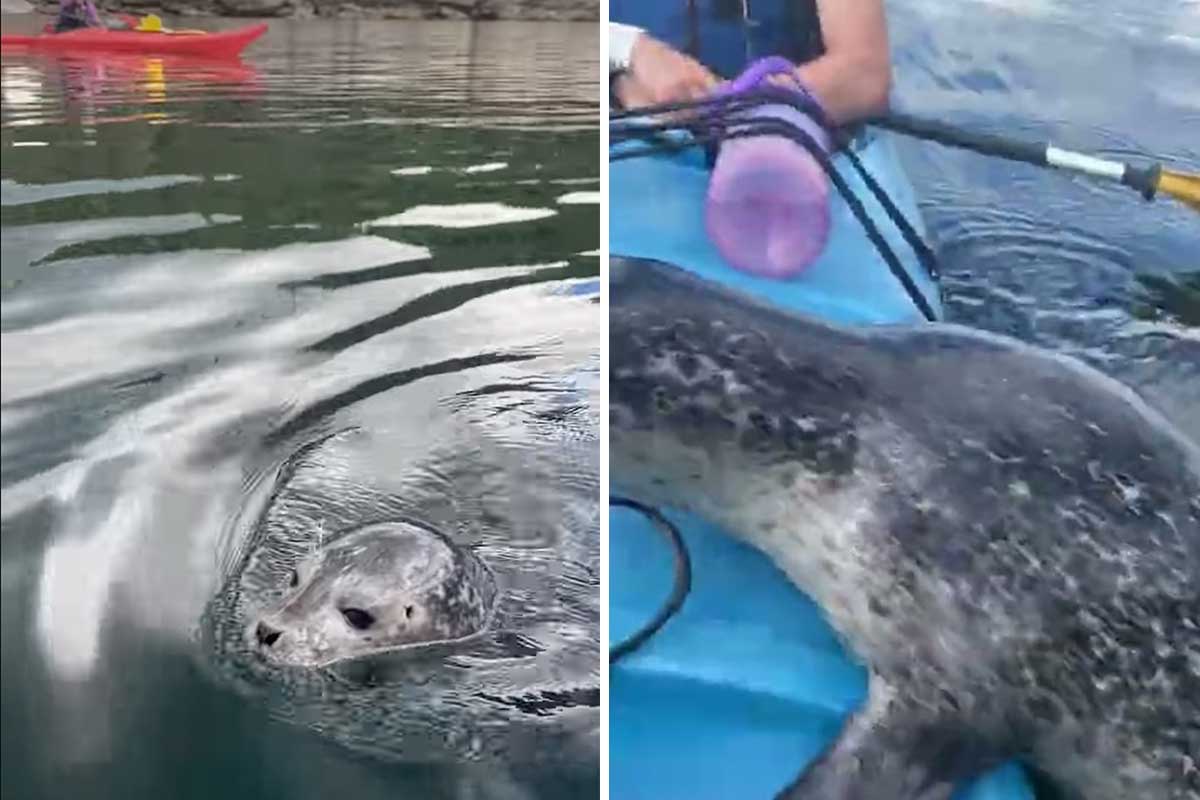 seal pup kayak