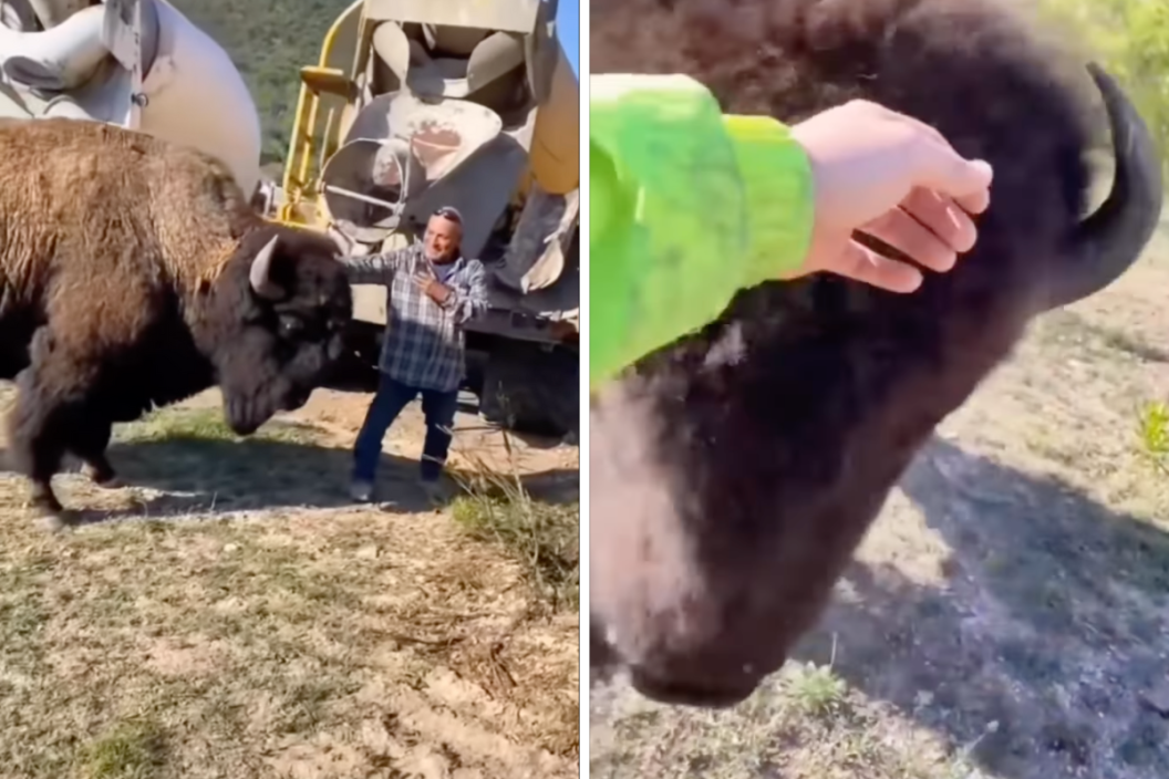 two men pet a bison