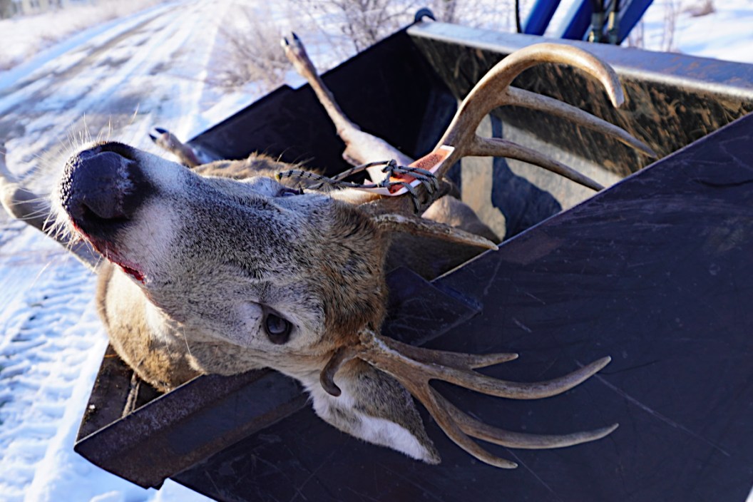Michigan Deer Reporting