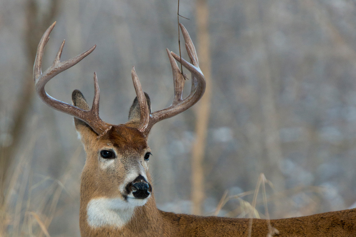 Michigan Muzzleloader Season