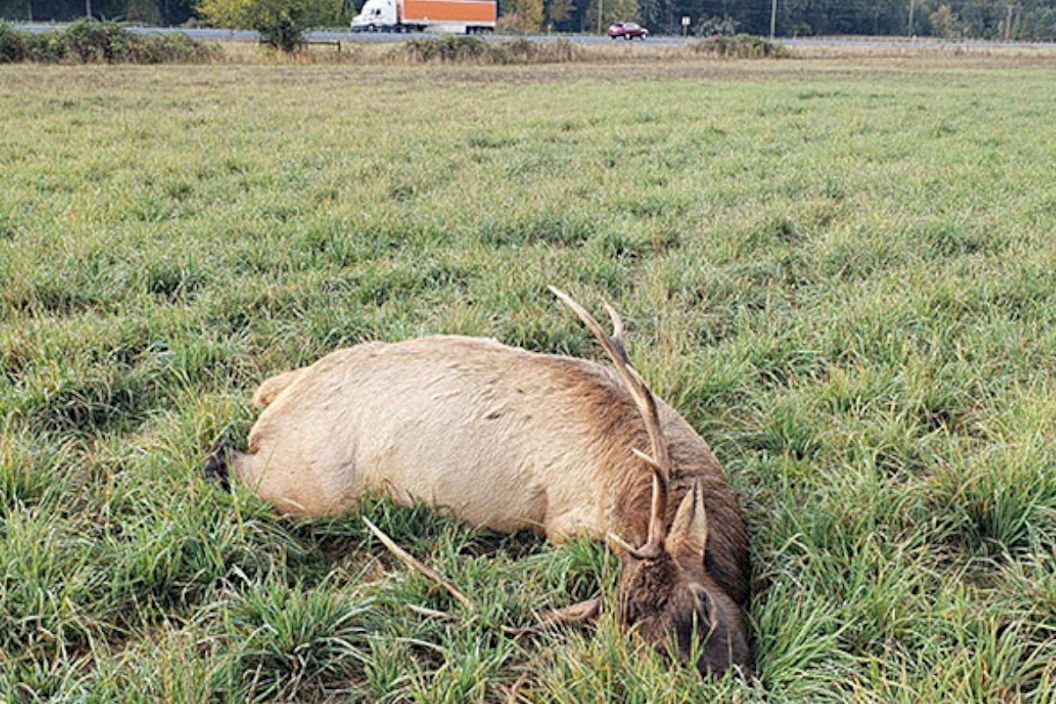 Oregon Elk Poaching Reward