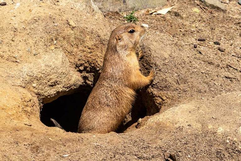 Best Prairie Dog Hunting States