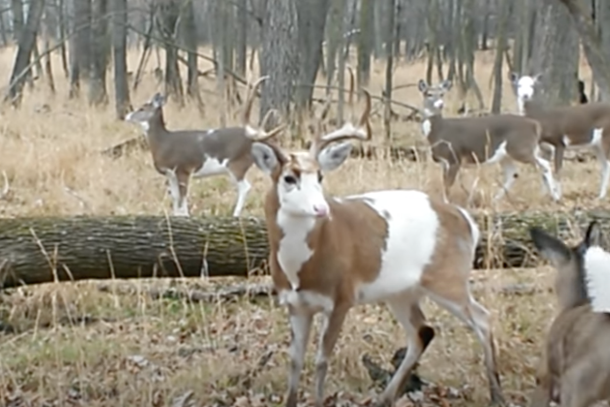 a piebald buck stands with his herd