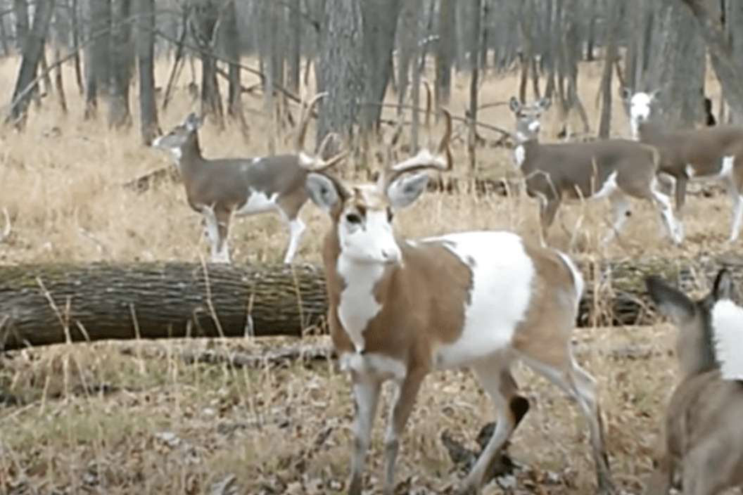 a piebald buck stands with his herd
