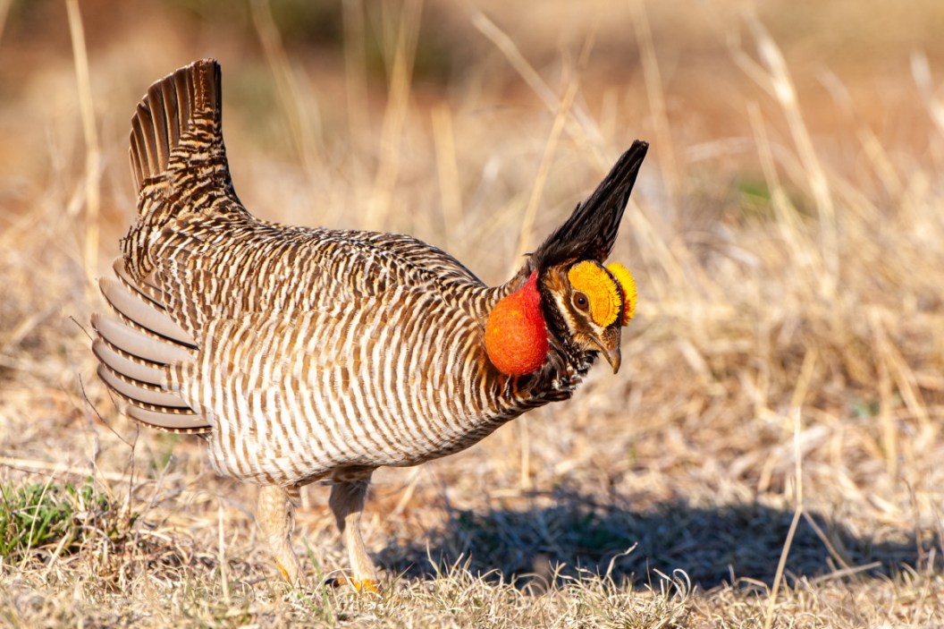Lesser PrairieChickens Added to Endangered Species List Again