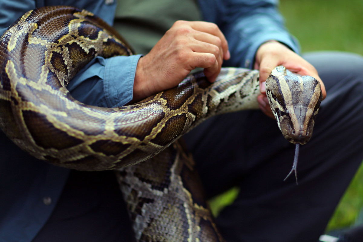 Python Challenge Results 2022: Hunters Capture 231 Snakes