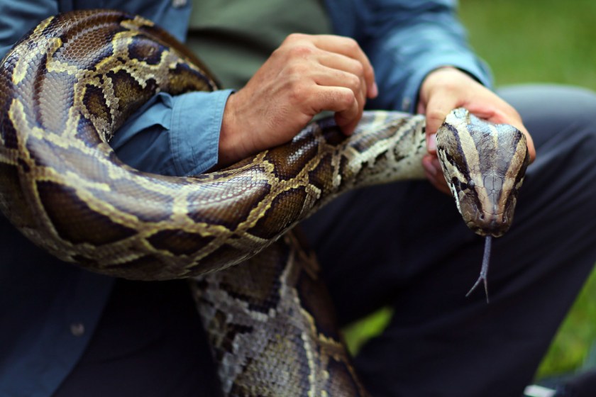 Python Challenge Results 2022: Hunters Capture 231 Snakes