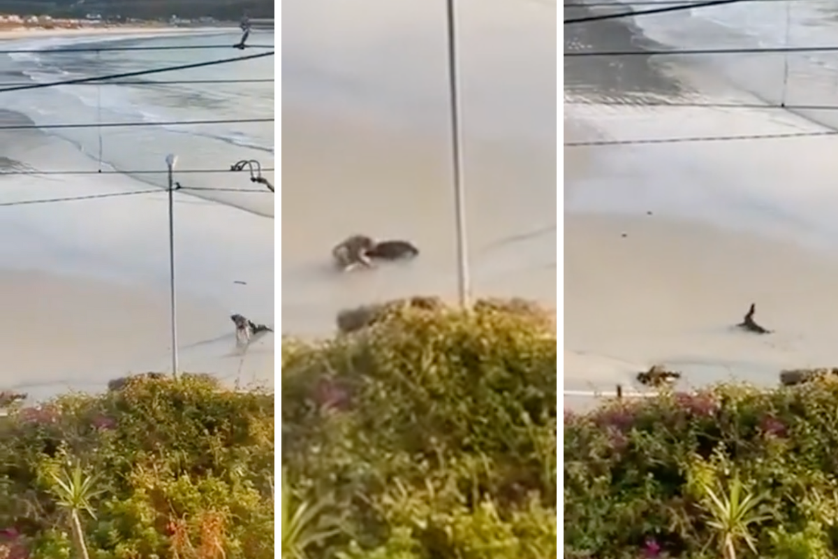 Seal runs after woman