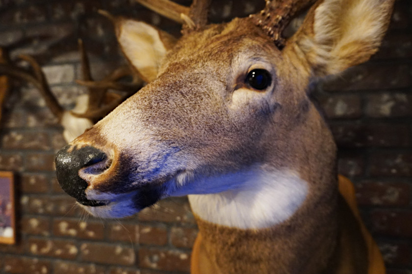 Taxidermy Animals