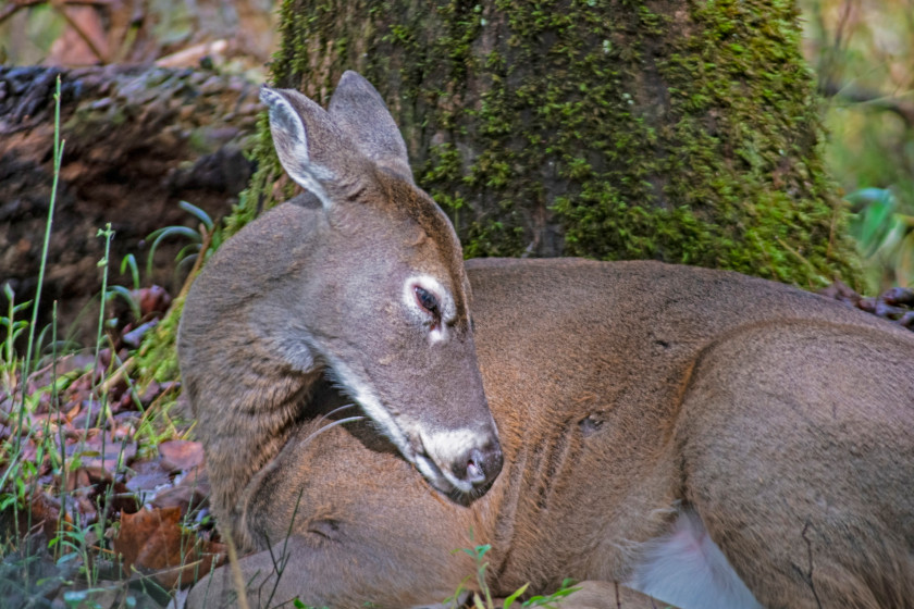 Where Do Deer Sleep? Breaking Down Whitetail Snoozing Habits
