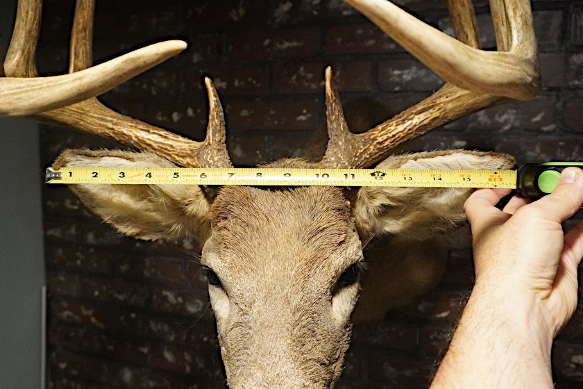 100 Inch Deer Rack How to Quickly Identify a 120 Class Whitetail Deer