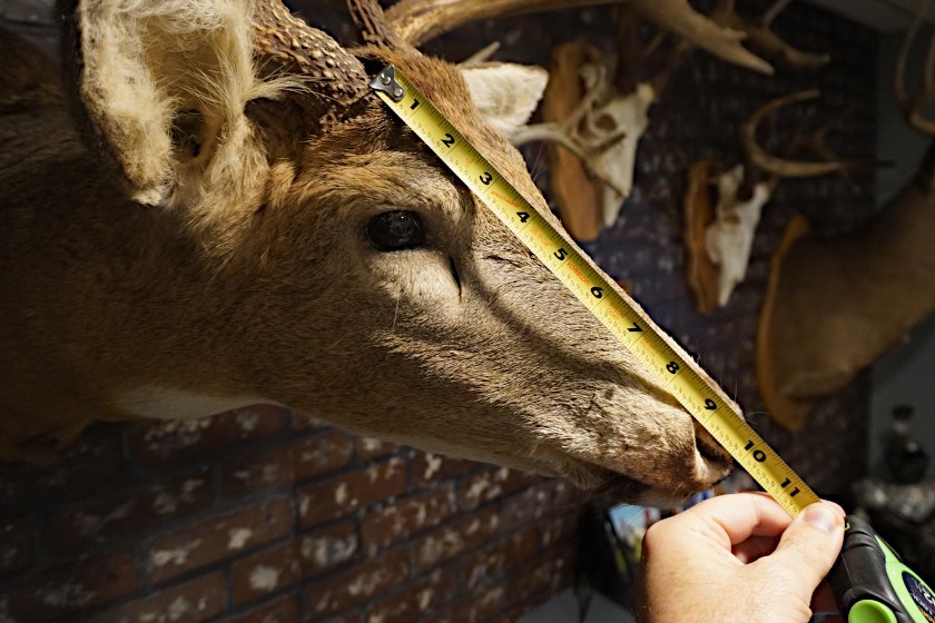 How to Quickly Identify a 120 Class Whitetail Deer
