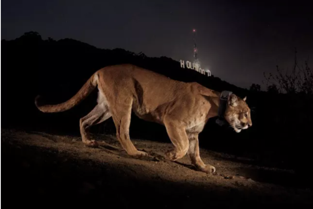P-22 walking under the Hollywood sign