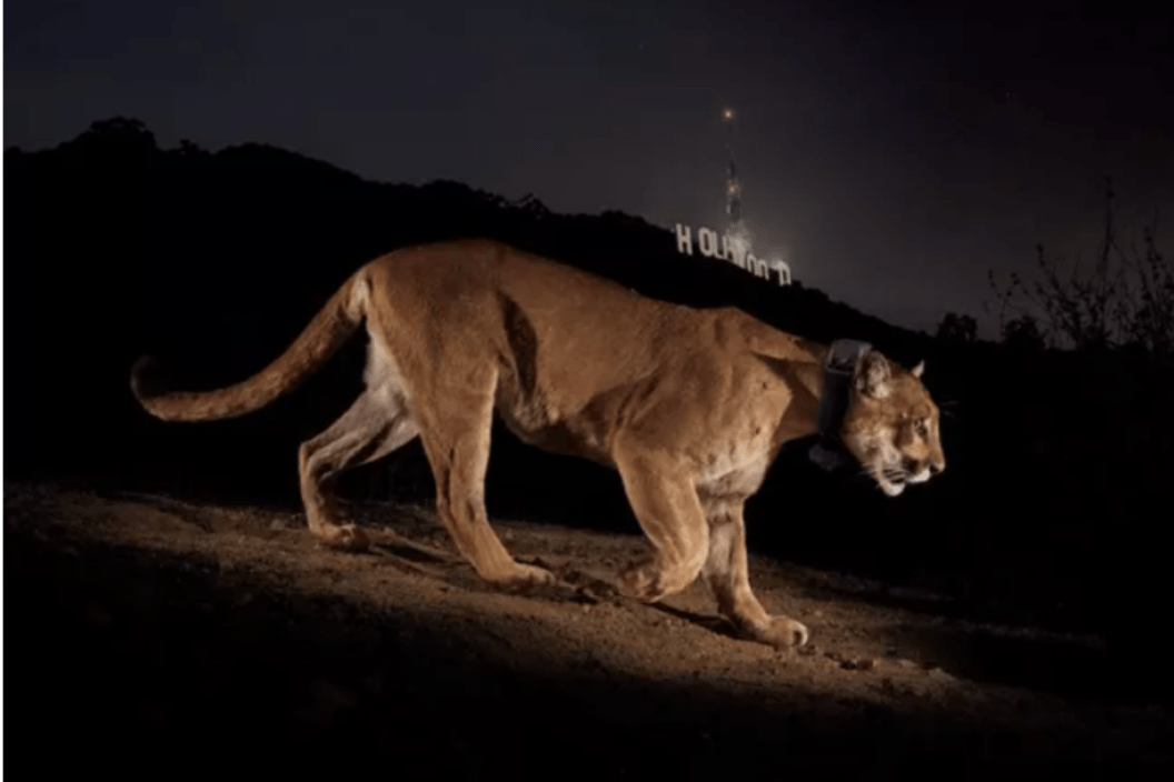 P-22 walking under the Hollywood sign