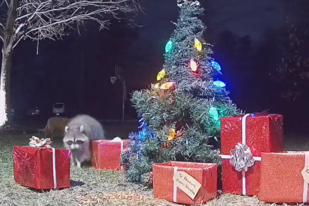 fox and raccoon sort through Christmas gifts together