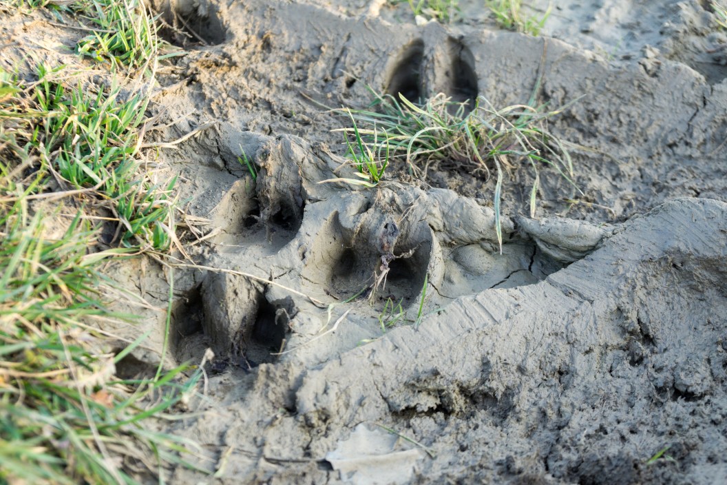 Deer footprint in the mud. Slovakia