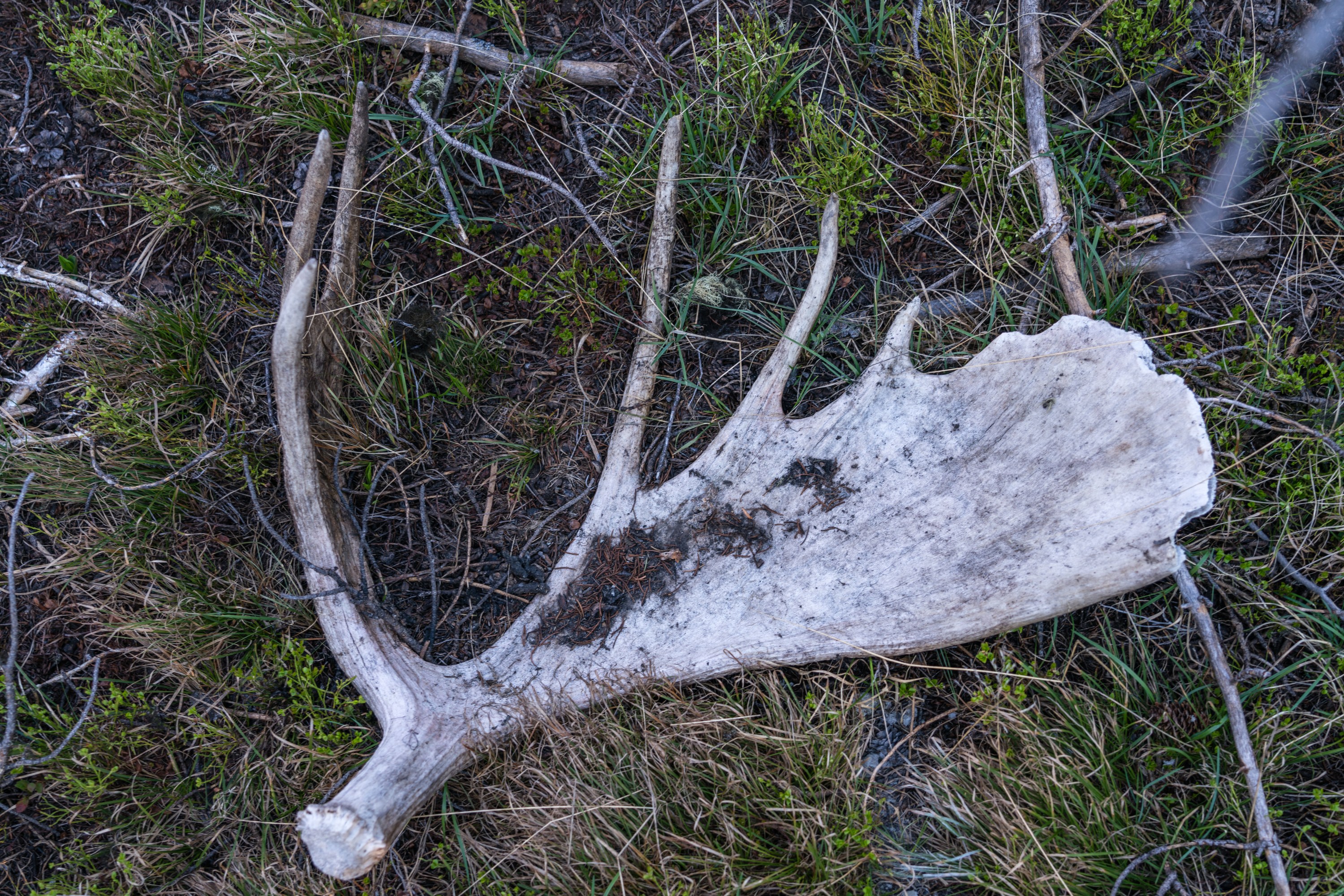 Why Do Moose Shed Their Antlers? All Your Questions, Answered