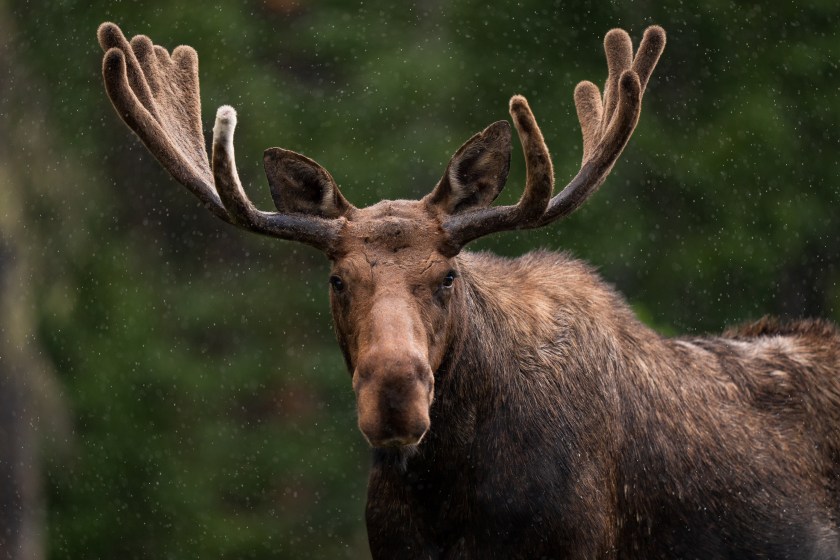 Bull Moose in Northern Colorado with huge antlers