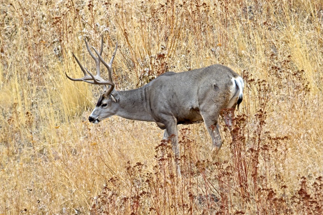 whitetail buck grazing