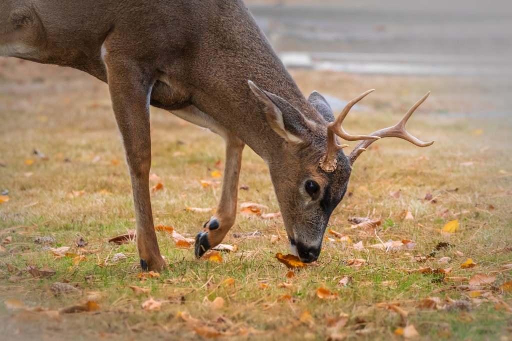 Deer grazing in a park in Victoria, B.C.