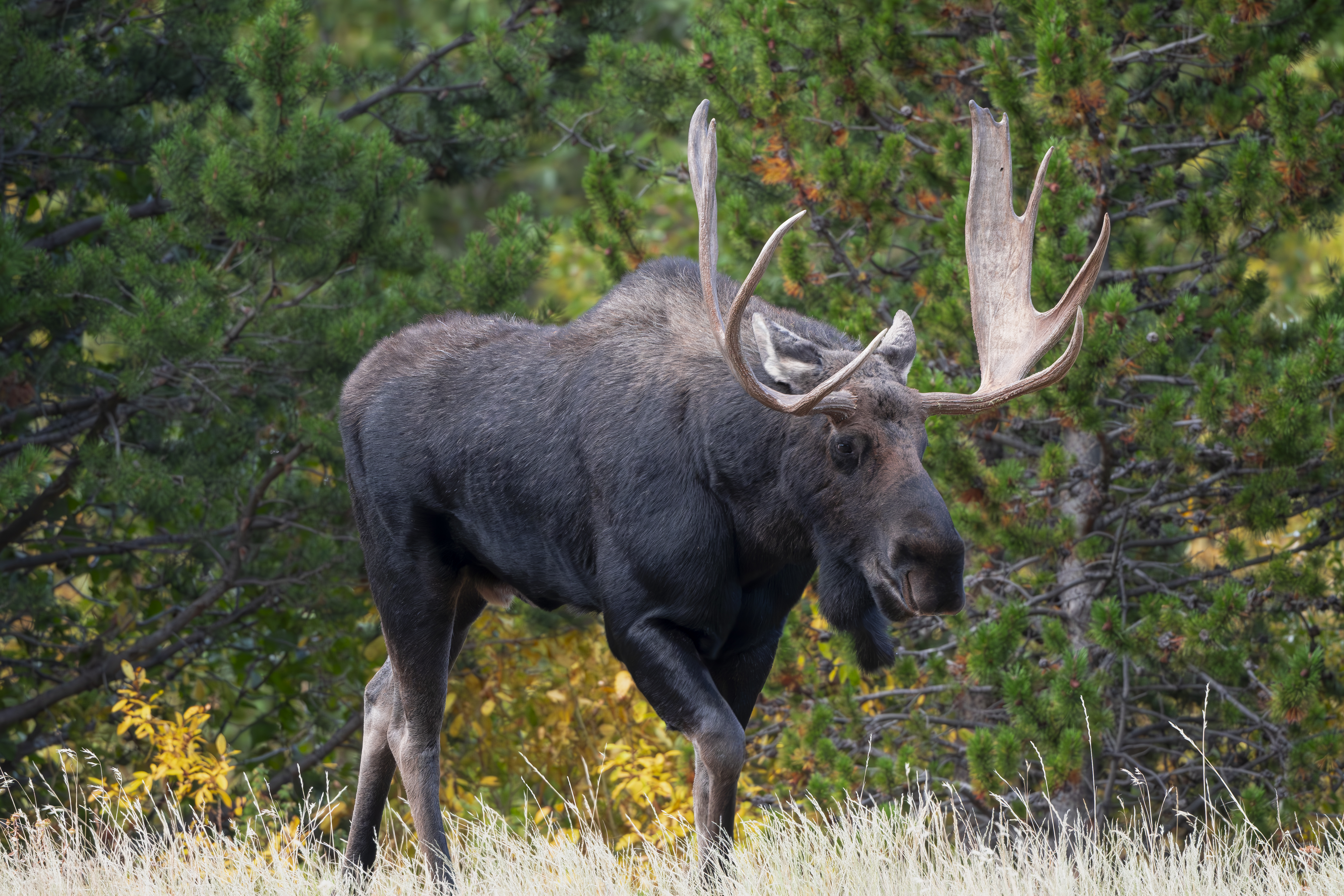 Bull Moose in Northern Colorado with huge antlers