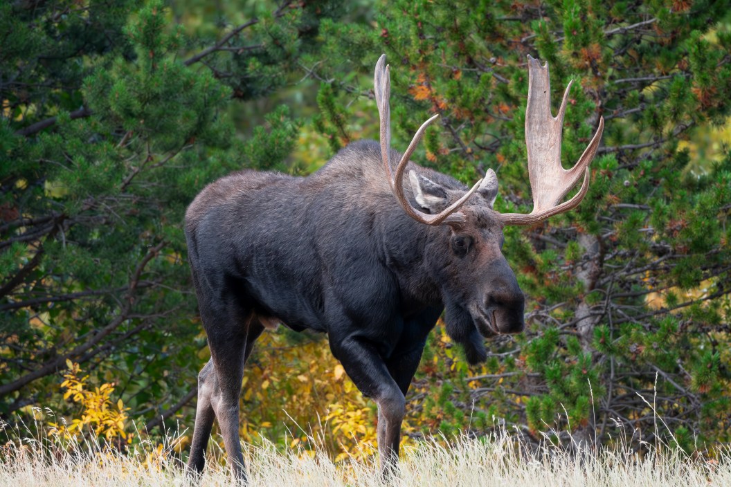 Bull Moose in Northern Colorado with huge antlers