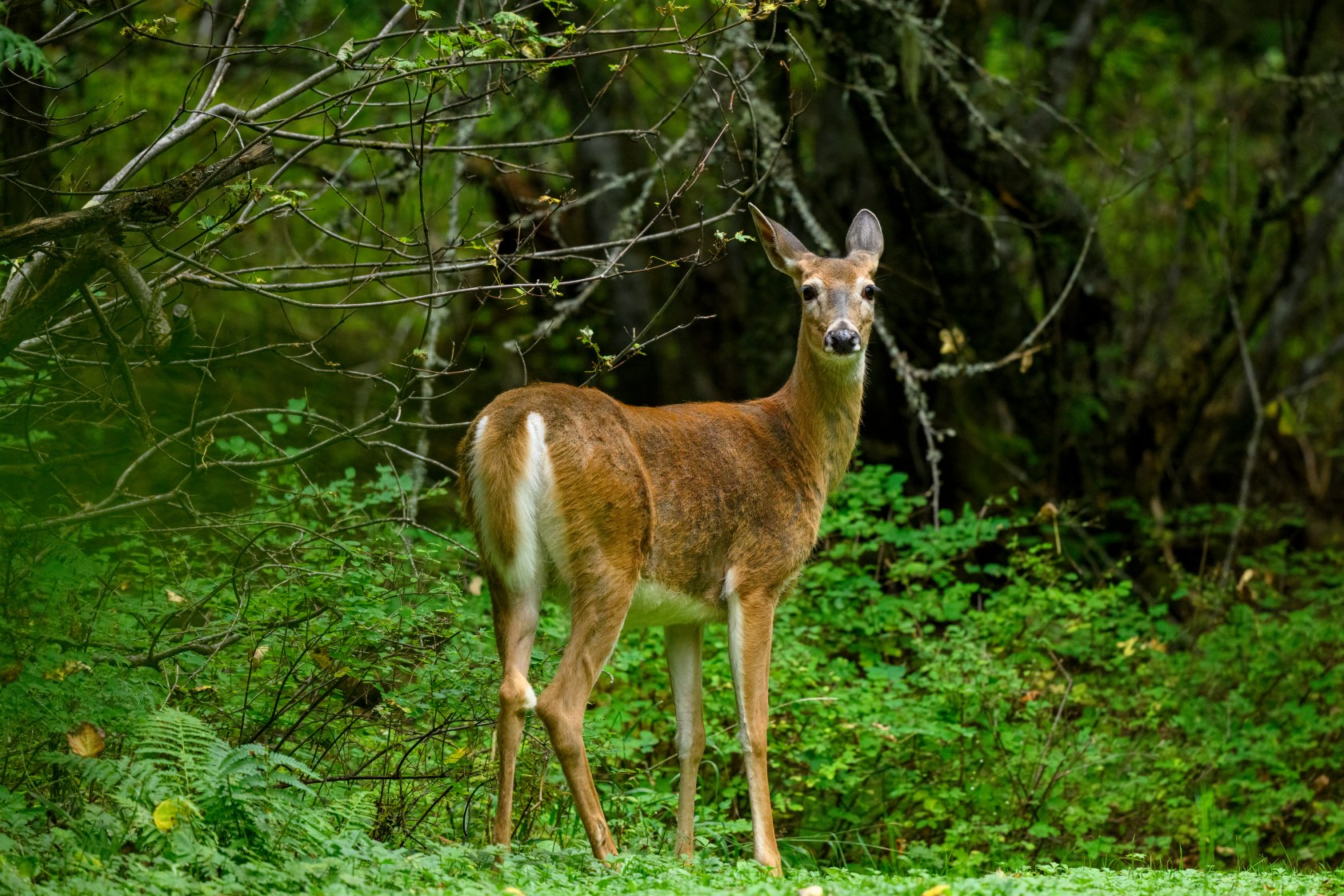 Michigan Late Doe Season Key Dates and Regulations to Know