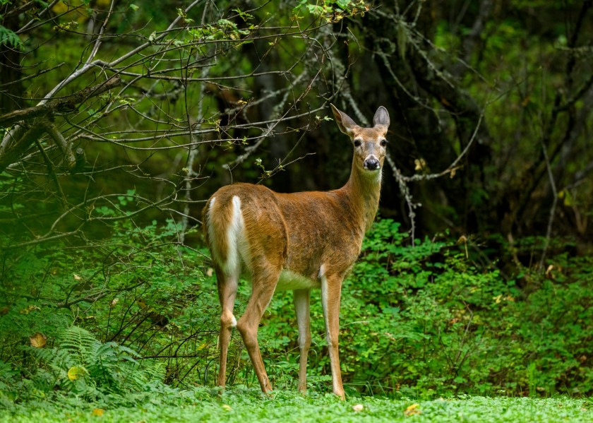 Michigan Late Doe Season Key Dates and Regulations to Know