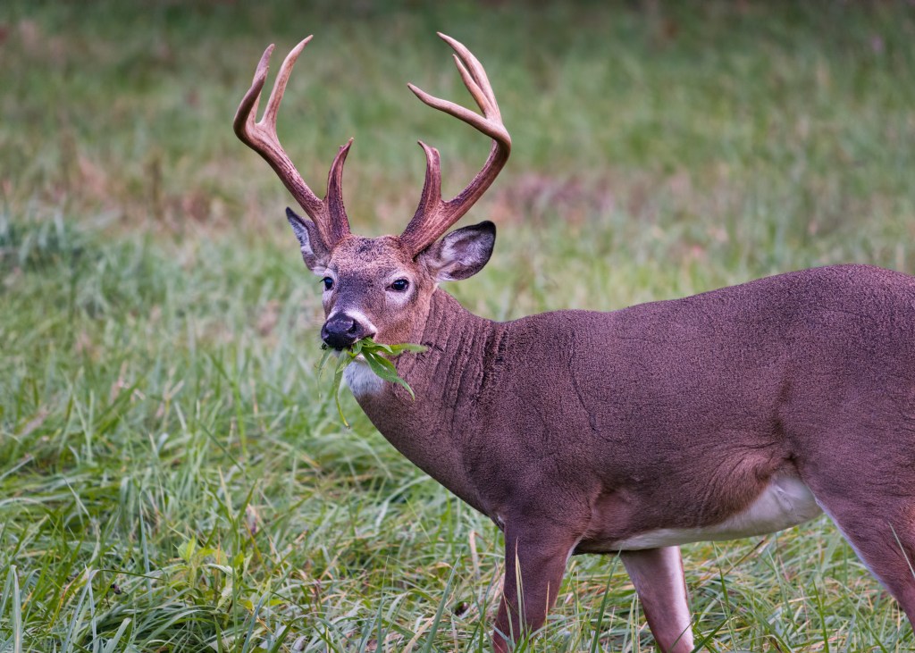 Alert white-tailed buck feeding in the grasslands of Cade's Cove, Tennessee.
