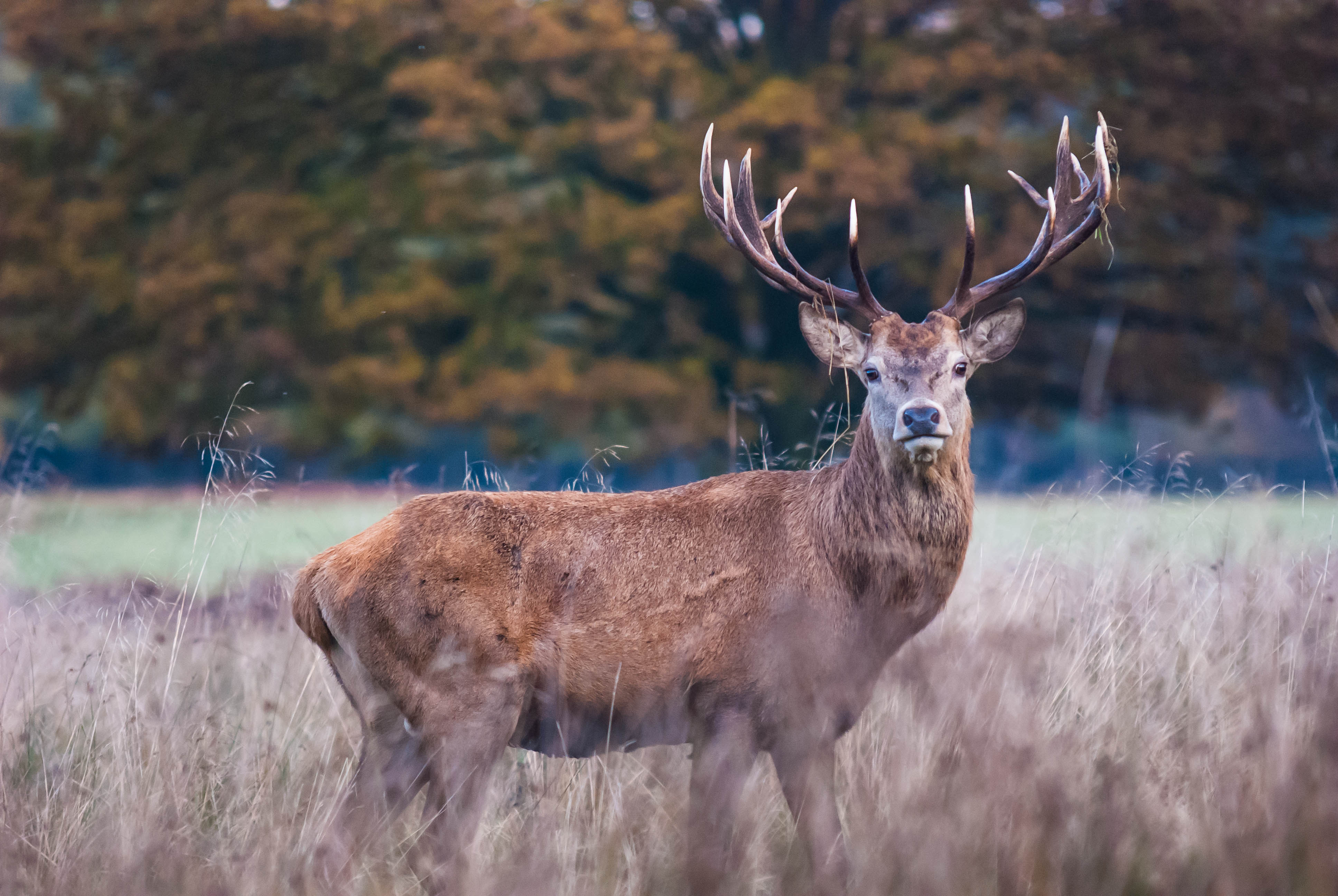 A wild dear big buck