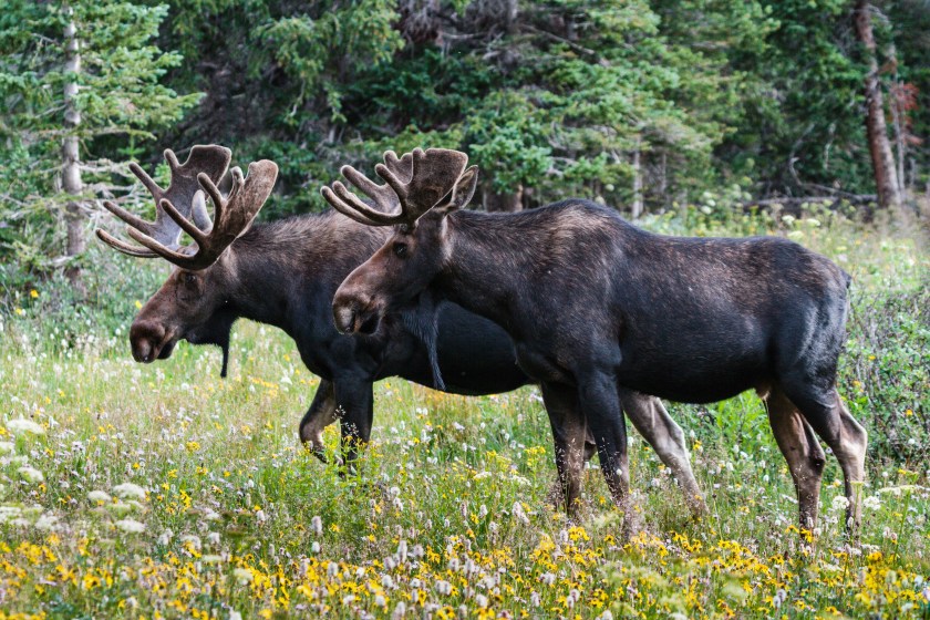 Bull moose with antlers