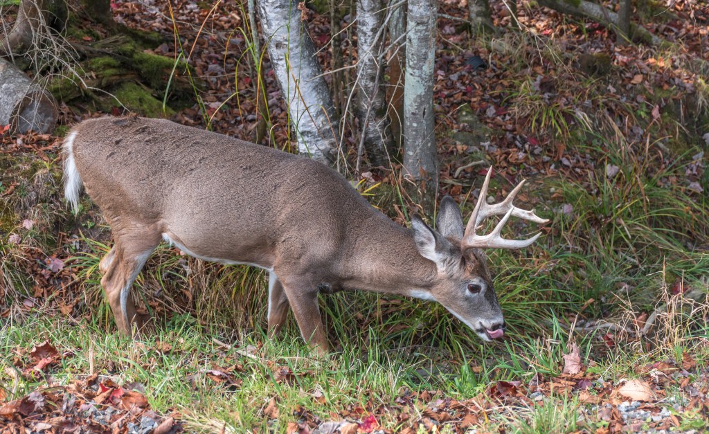 deer drinking water 