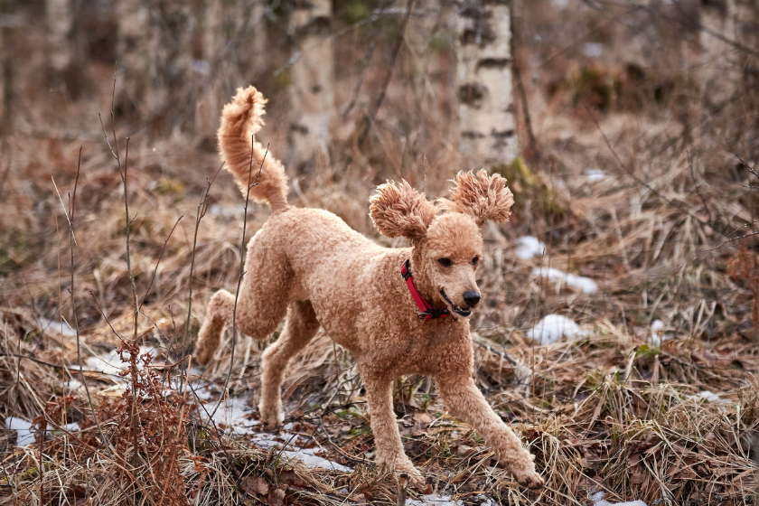 less common hunting dog breeds