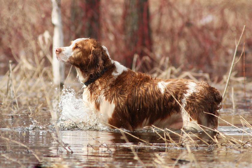 less common hunting dog breeds