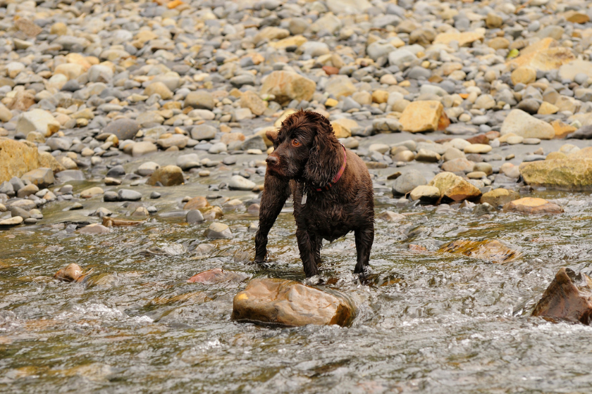 less common hunting dog breeds