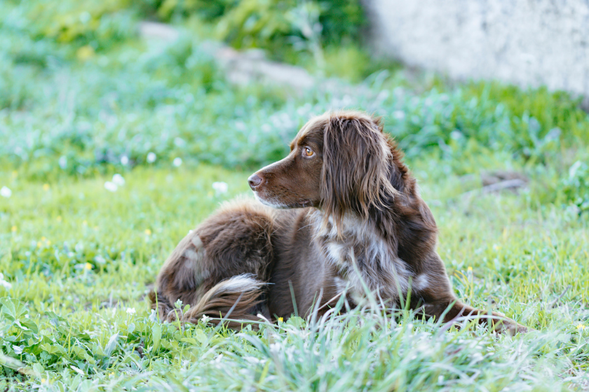 less common hunting dog breeds