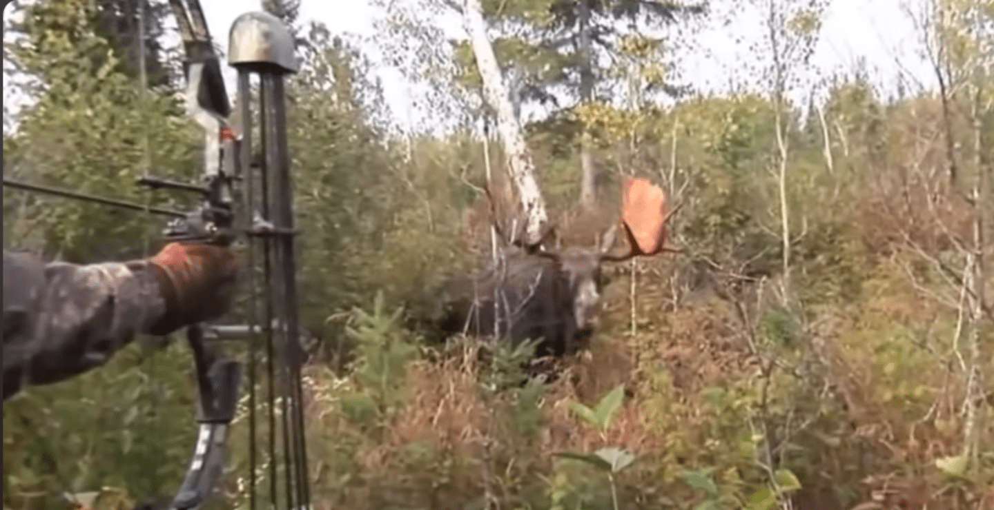 perfect shot moose bowhunting