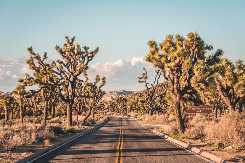 joshua tree national park