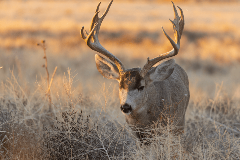 mule deer overhunting