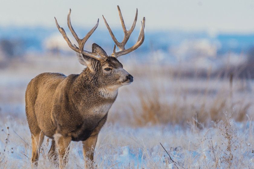 mule deer overhunting